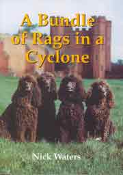 IRISH WATER SPANIEL (BUNDLE OF RAGS IN A CYCLONE)