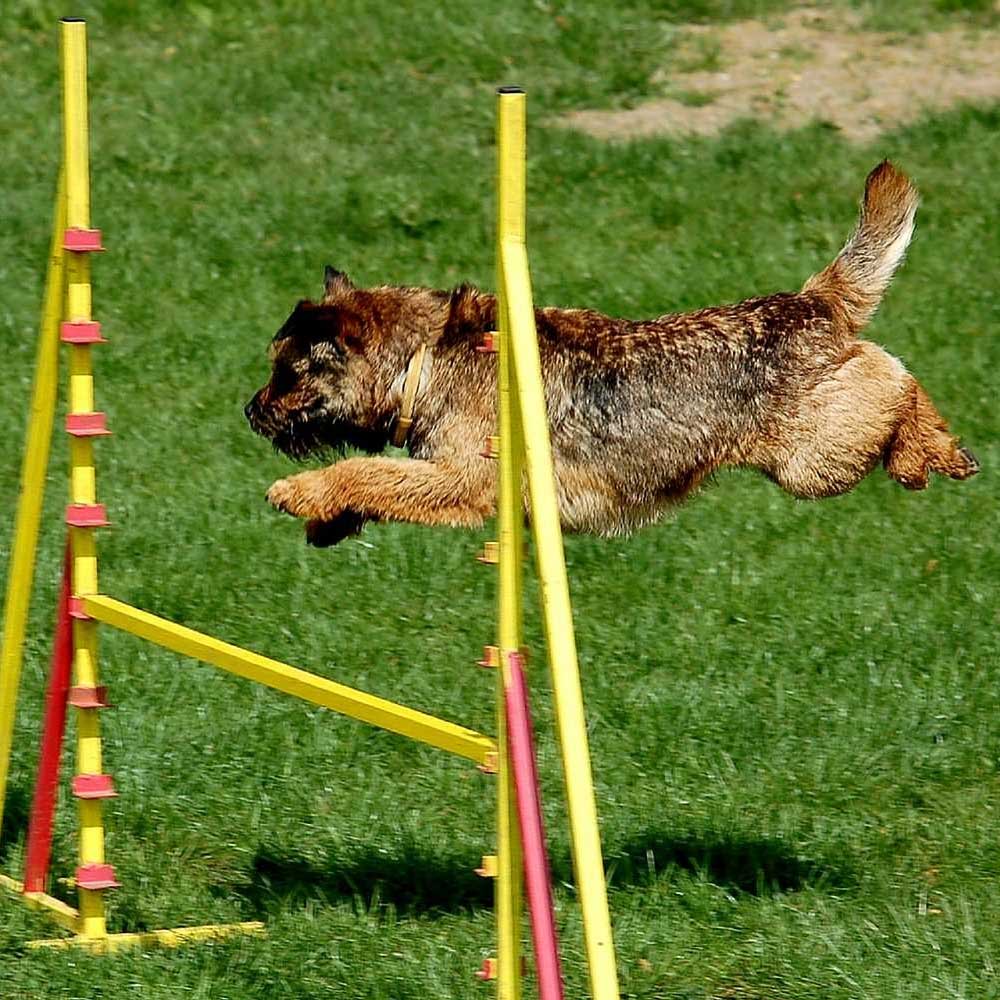 Agility & Obedience