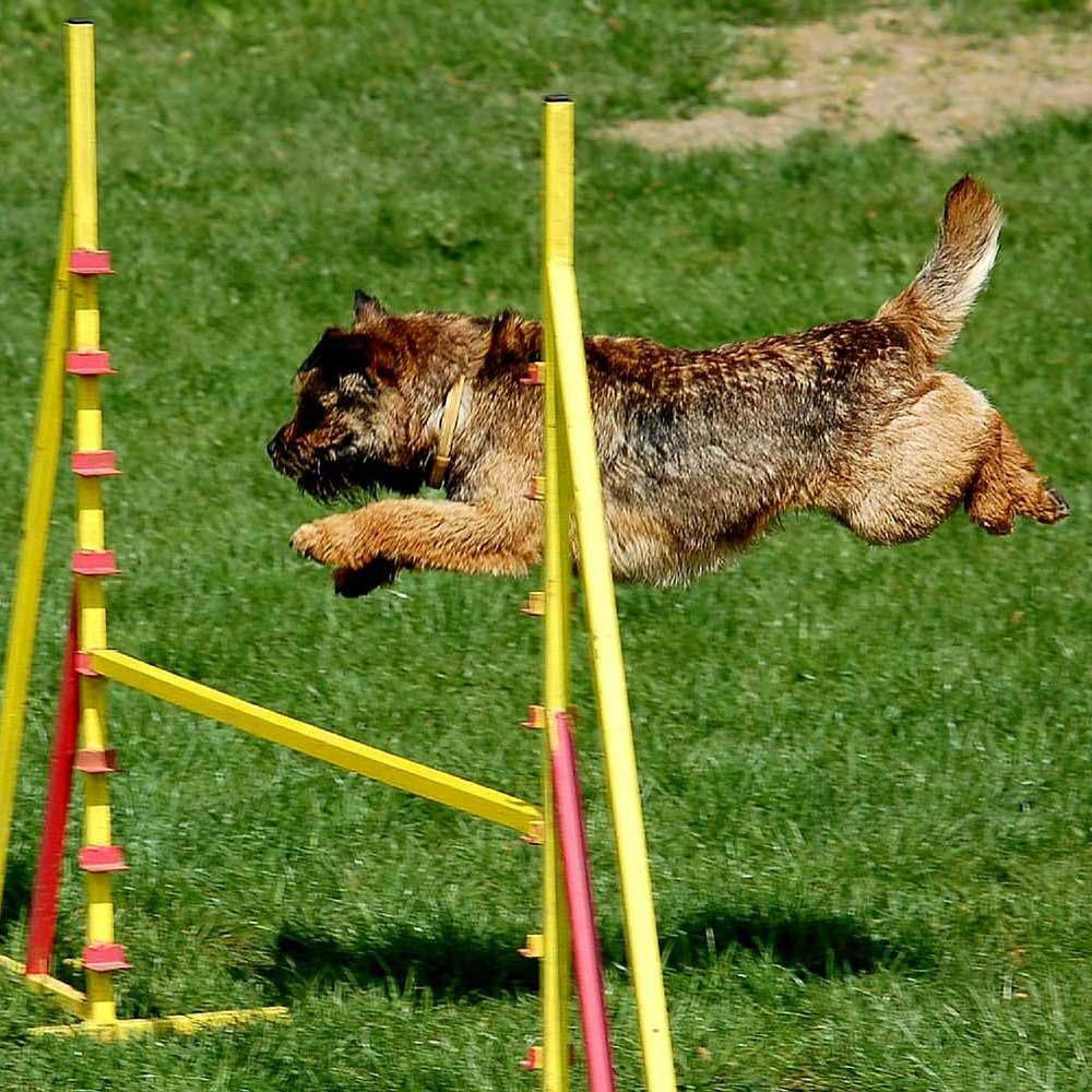 Agility