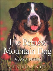 BERNESE MOUNTAIN DOG - A DOG OF DESTINY