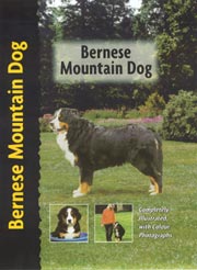 BERNESE MOUNTAIN DOG (Interpet / Kennel Club)