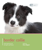 BORDER COLLIE (DOG EXPERT)