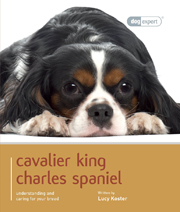 CAVALIER KING CHARLES SPANIEL (DOG EXPERT)