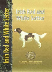 SETTER IRISH RED & WHITE