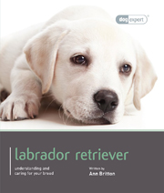 LABRADOR (DOG EXPERT)