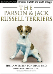 PARSON AND JACK RUSSELL TERRIERS