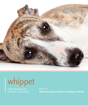 WHIPPET (DOG EXPERT)
