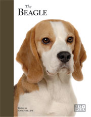 BEAGLE - BEST OF BREED