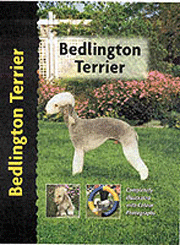 BEDLINGTON TERRIER (Interpet / Kennel  Club)