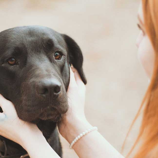 Canine Care