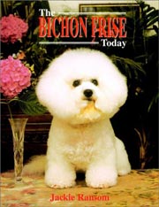 BICHON FRISE TODAY