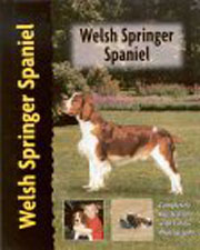 SPANIEL WELSH SPRINGER