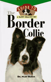 BORDER COLLIE HAPPY HEALTHY