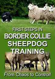 FIRST STEPS IN BORDER COLLIE TRAINING - FROM CHAOS TO CONTROL 2 X DVD SET