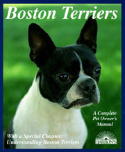 BOSTON TERRIERS