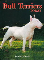 BULL TERRIERS TODAY 