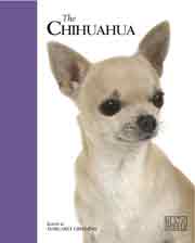 CHIHUAHUA BEST OF BREED