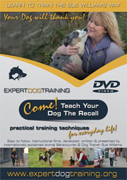 ‘COME’ TEACH YOUR DOG THE RECALL