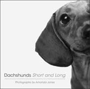 DACHSHUNDS SHORT AND LONG