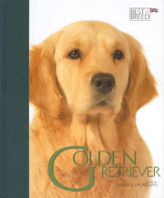 GOLDEN RETRIEVER - BEST OF BREED