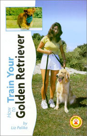 GOLDEN RETRIEVER HOW TO TRAIN YOUR 