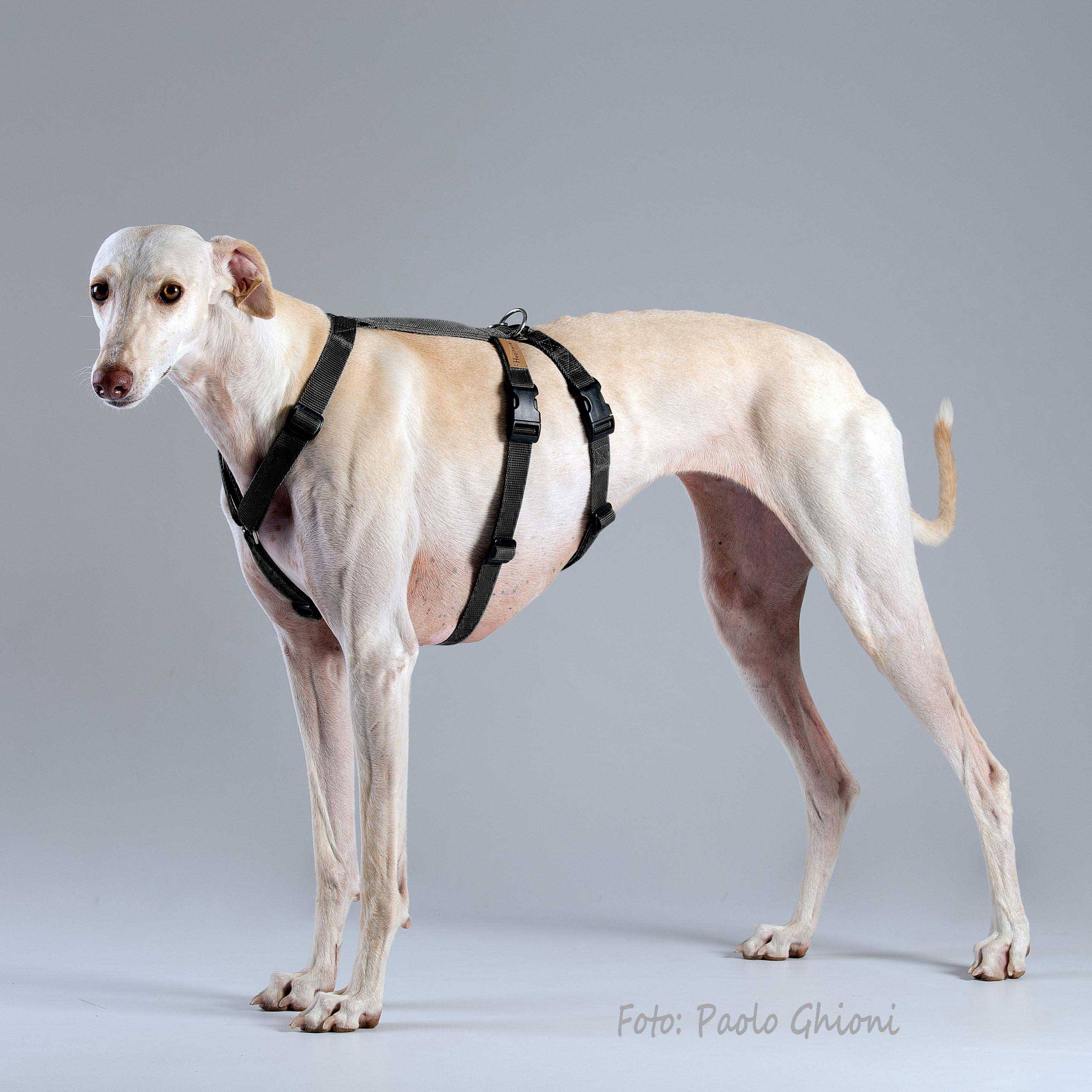 Haqihana Double H Harness 