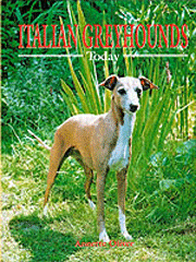 ITALIAN GREYHOUNDS TODAY