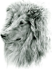PORTRAITS OF DOG BREEDS
