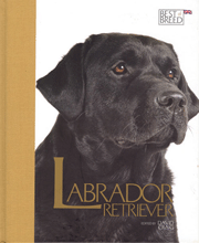 LABRADOR RETRIEVER - BEST OF BREED