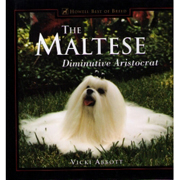 MALTESE DIMINUTIVE ARISTOCRAT - SLIGHT SECOND