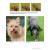 DOGS IN TRANSLATION & WORKBOOK - view 3