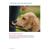 DOGS IN TRANSLATION - view 9