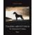 Talking about Dogs - The Fundamentals of Judging - view 1