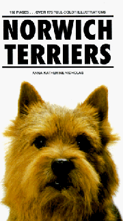 NORWICH TERRIERS KW - OUT OF STOCK