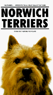 NORWICH TERRIER