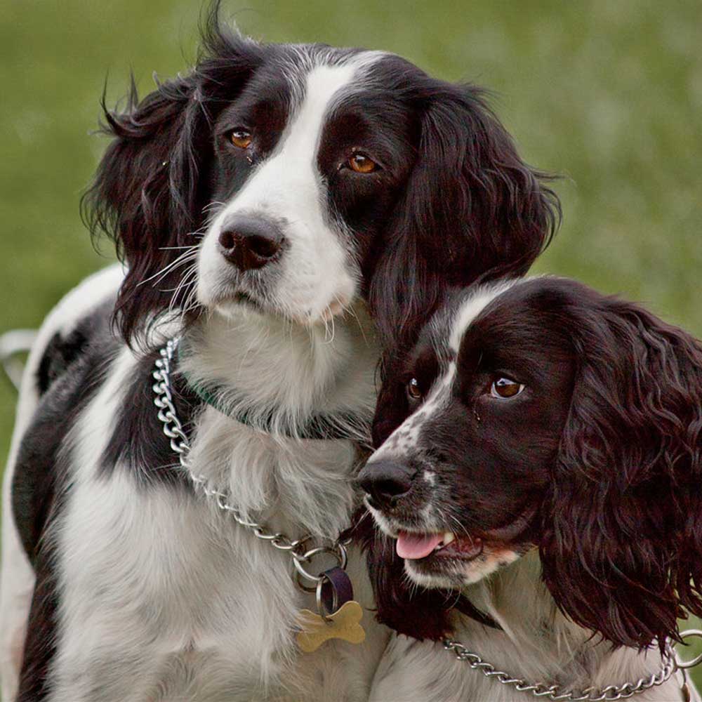 Sporting and Farming Dogs