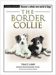 BORDER COLLIE (Terra-Nova / Interpet)