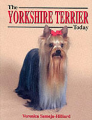 YORKSHIRE TERRIER TODAY